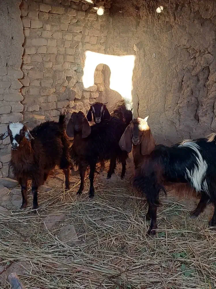 گوسفند فروشی|حیوانات مزرعه|خوسف, |دیوار