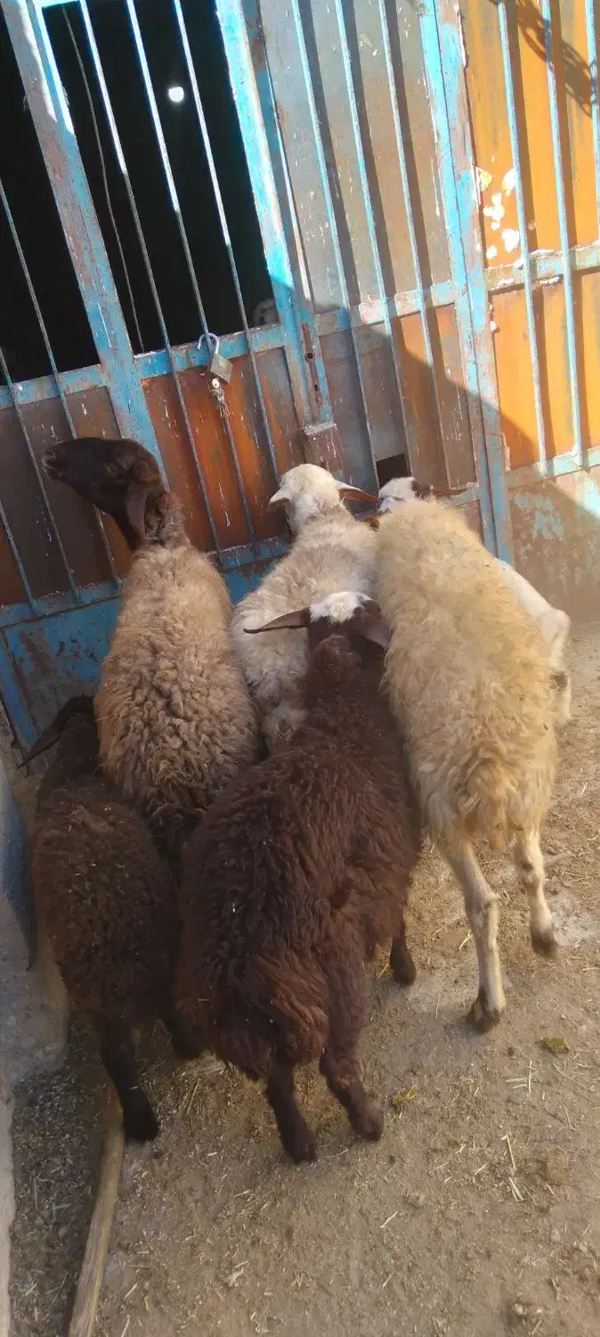 گوسفند. میش و بره. دوتا میش. یه بزغاله|حیوانات مزرعه|اشترینان, |دیوار