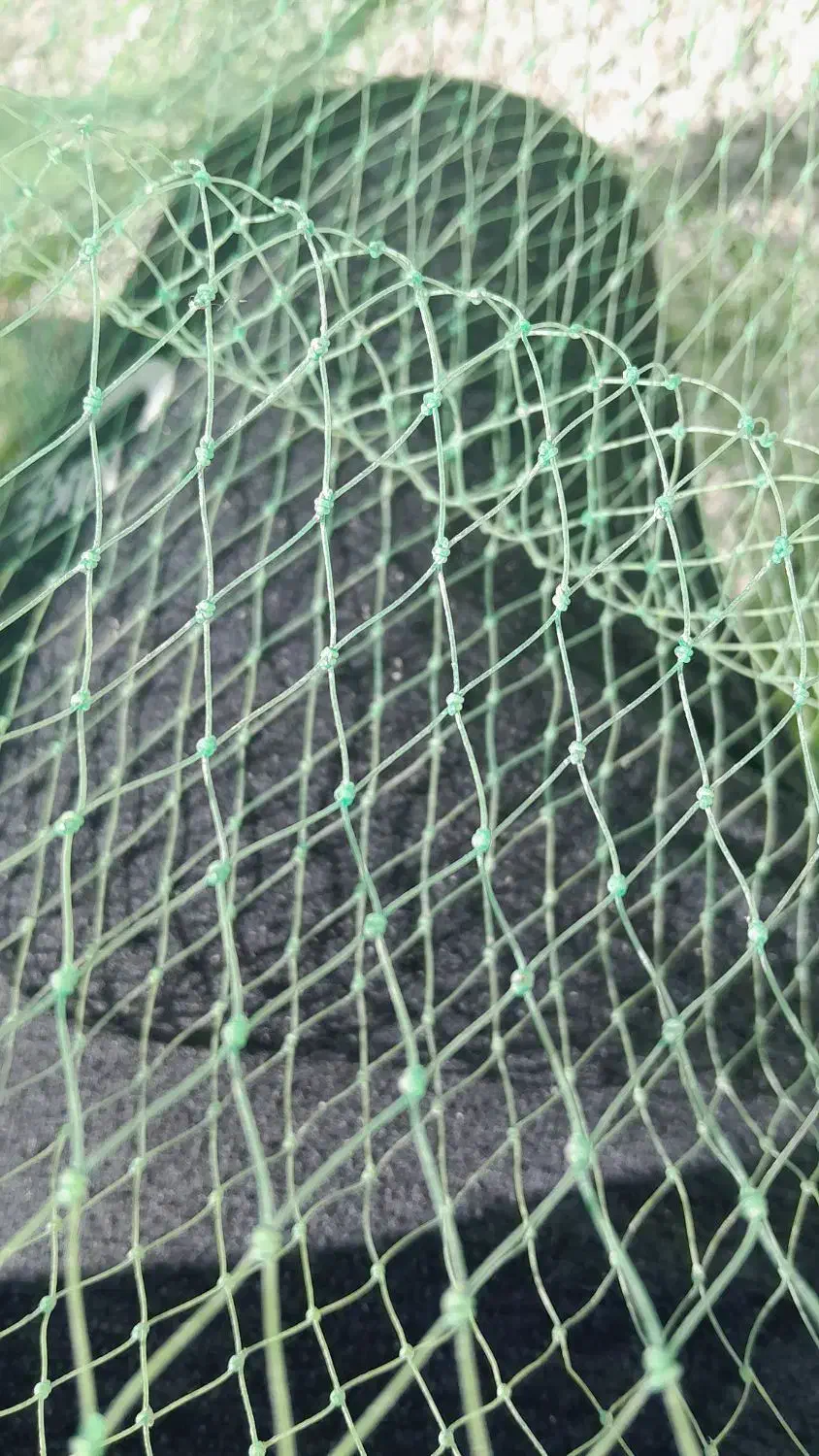 جل میگی|ماهیگیری|بندرعباس, |دیوار