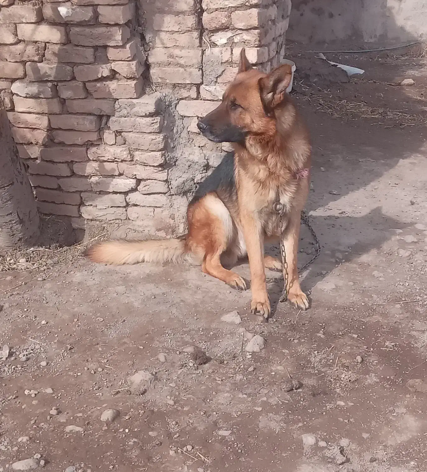 ژرمن|سگ|اردبیل, |دیوار