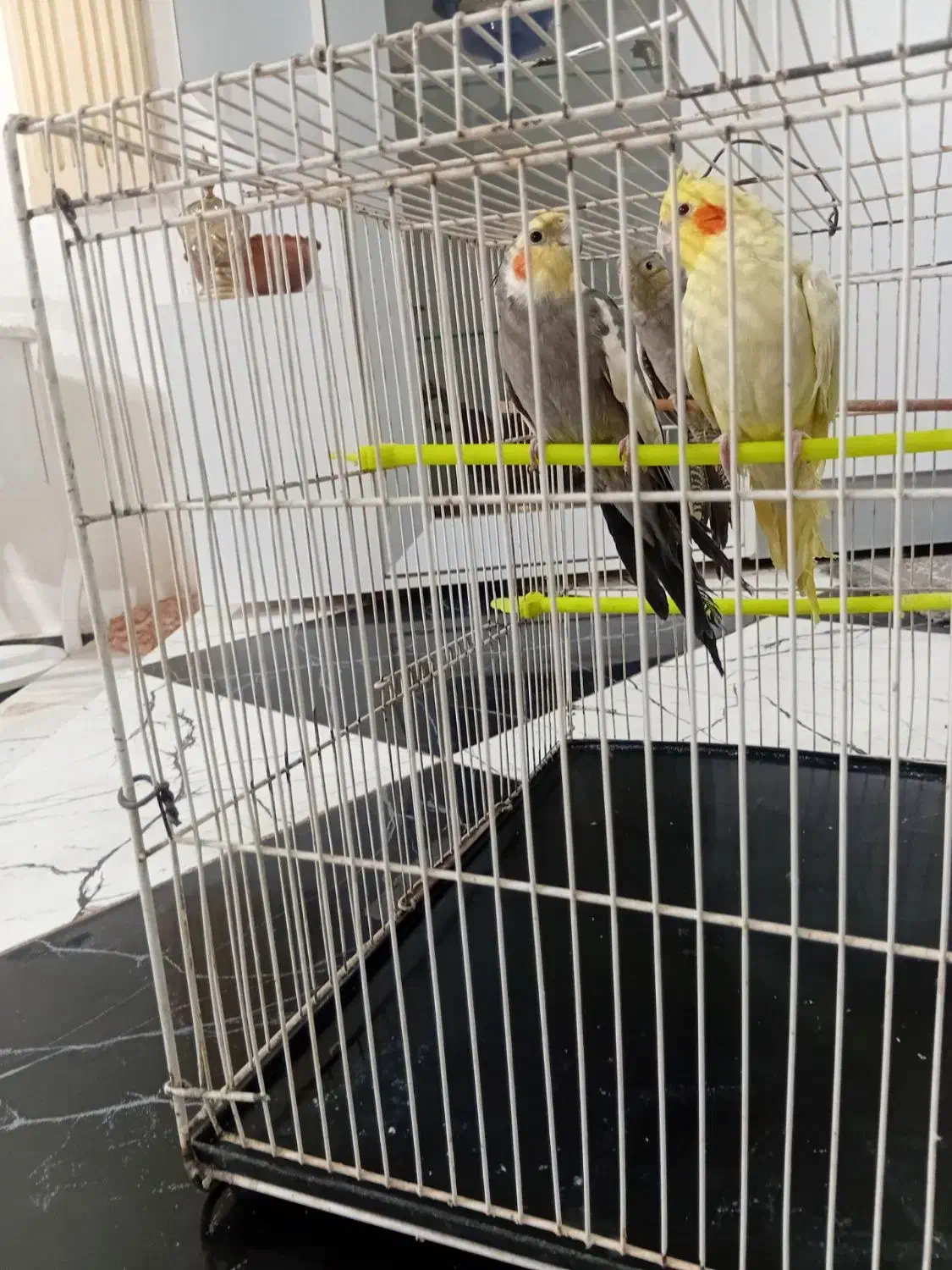 عروس هلندی با جوجه|پرنده|سرایان, |دیوار