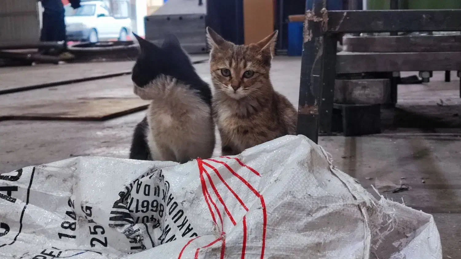 واگذاری رایگان دوتا بچه گربه|گربه|نجفآباد, شهرک صنعتی نجف آباد ۲|دیوار