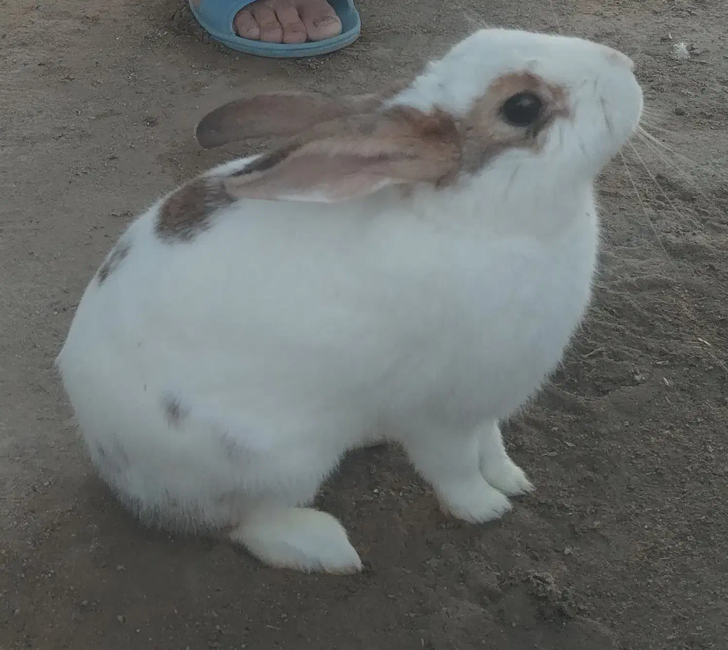 خرگوش خانگی واهلی وزیبا|موش و خرگوش|یزد, |دیوار