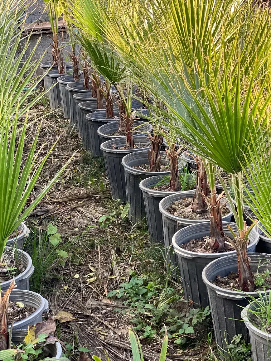 گل گیاه بیرونی پالم واشنگتون|گل و گیاه طبیعی|تنکابن, |دیوار