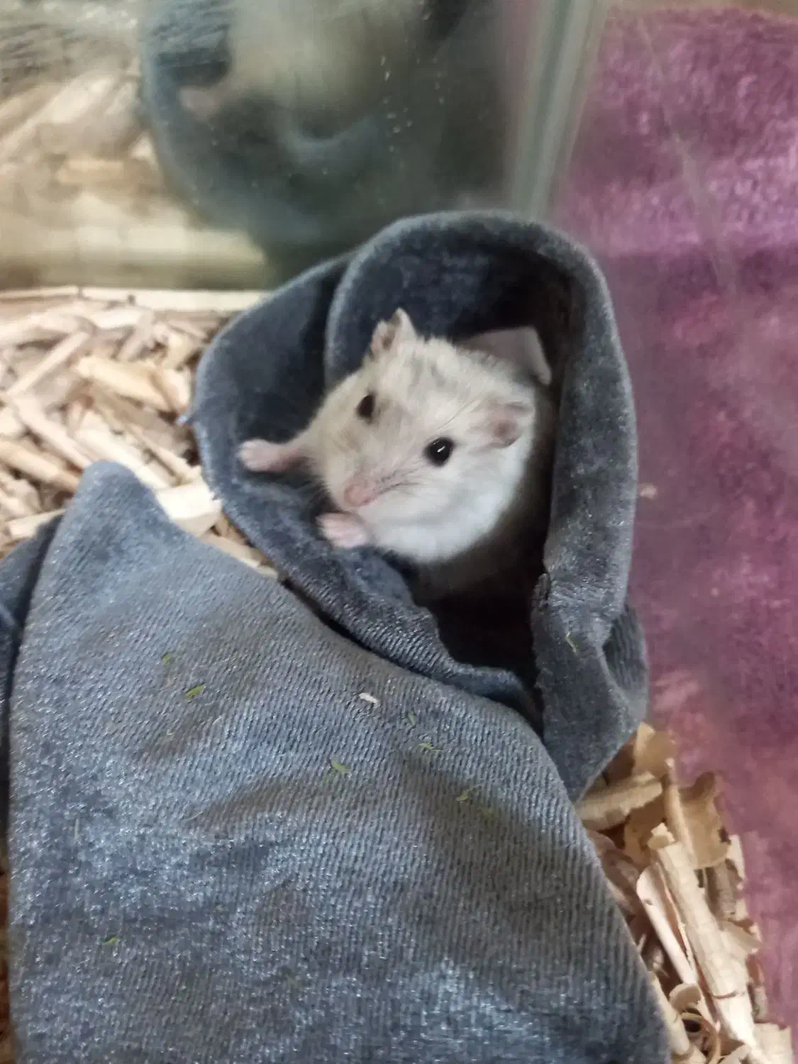 همستر مینیاتوری|موش و خرگوش|کرمان, |دیوار