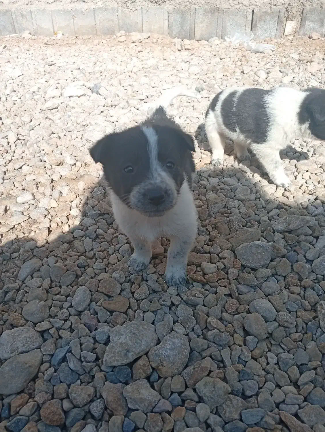 توله سگ|سگ|کربال, |دیوار