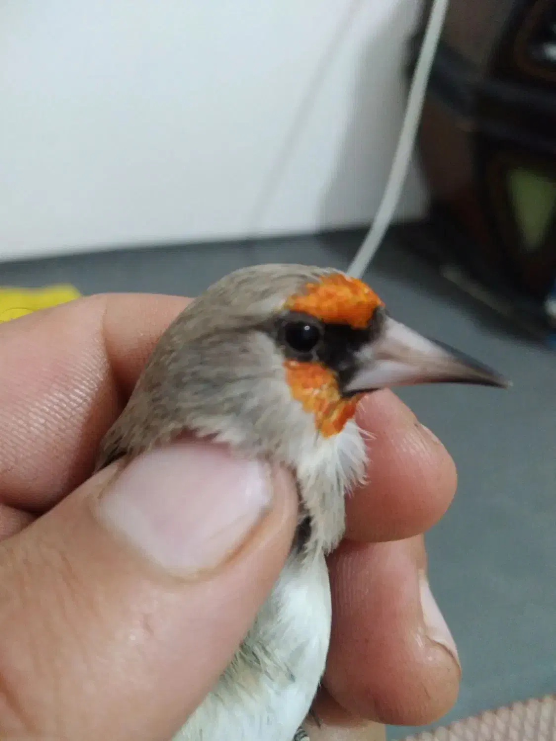 سهره کرمانی گل نارنجی|پرنده|بجنورد, |دیوار