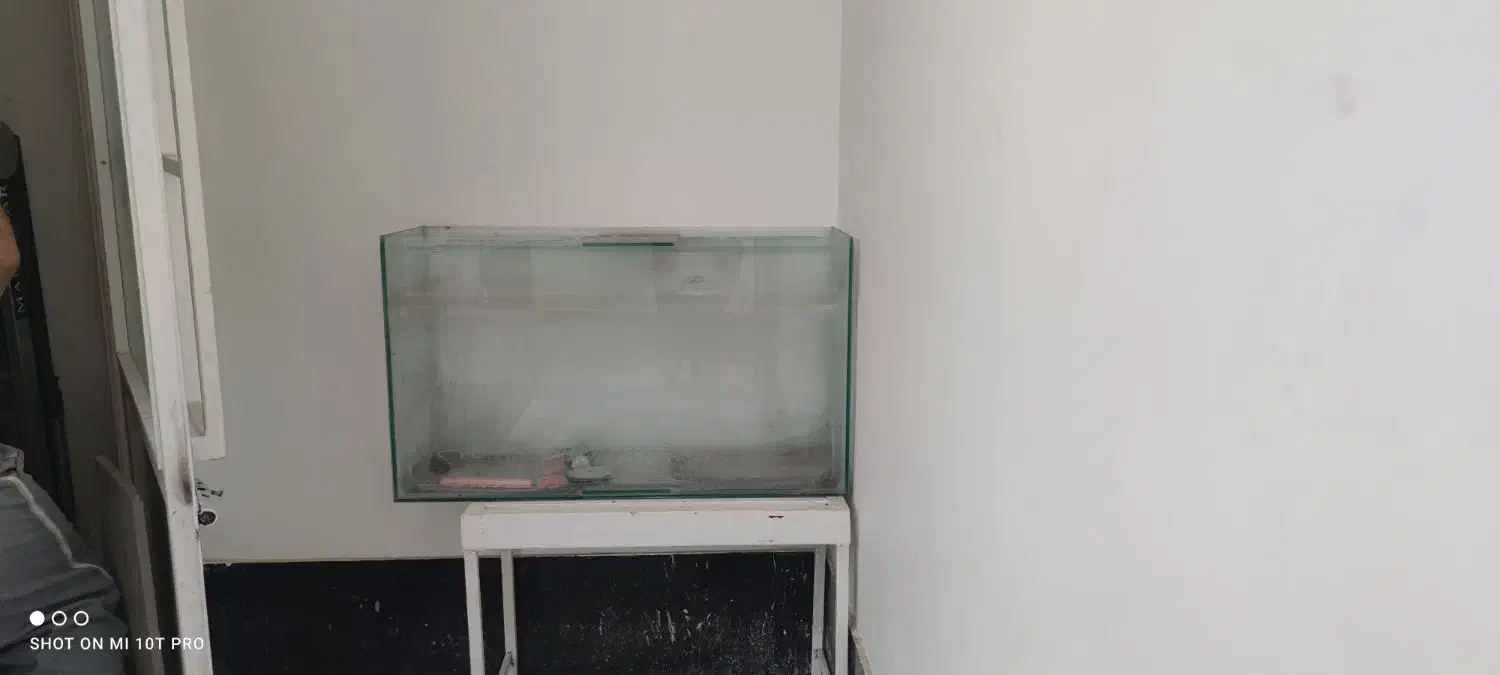 آکواریوم|ماهی|گنبد کاووس, |دیوار