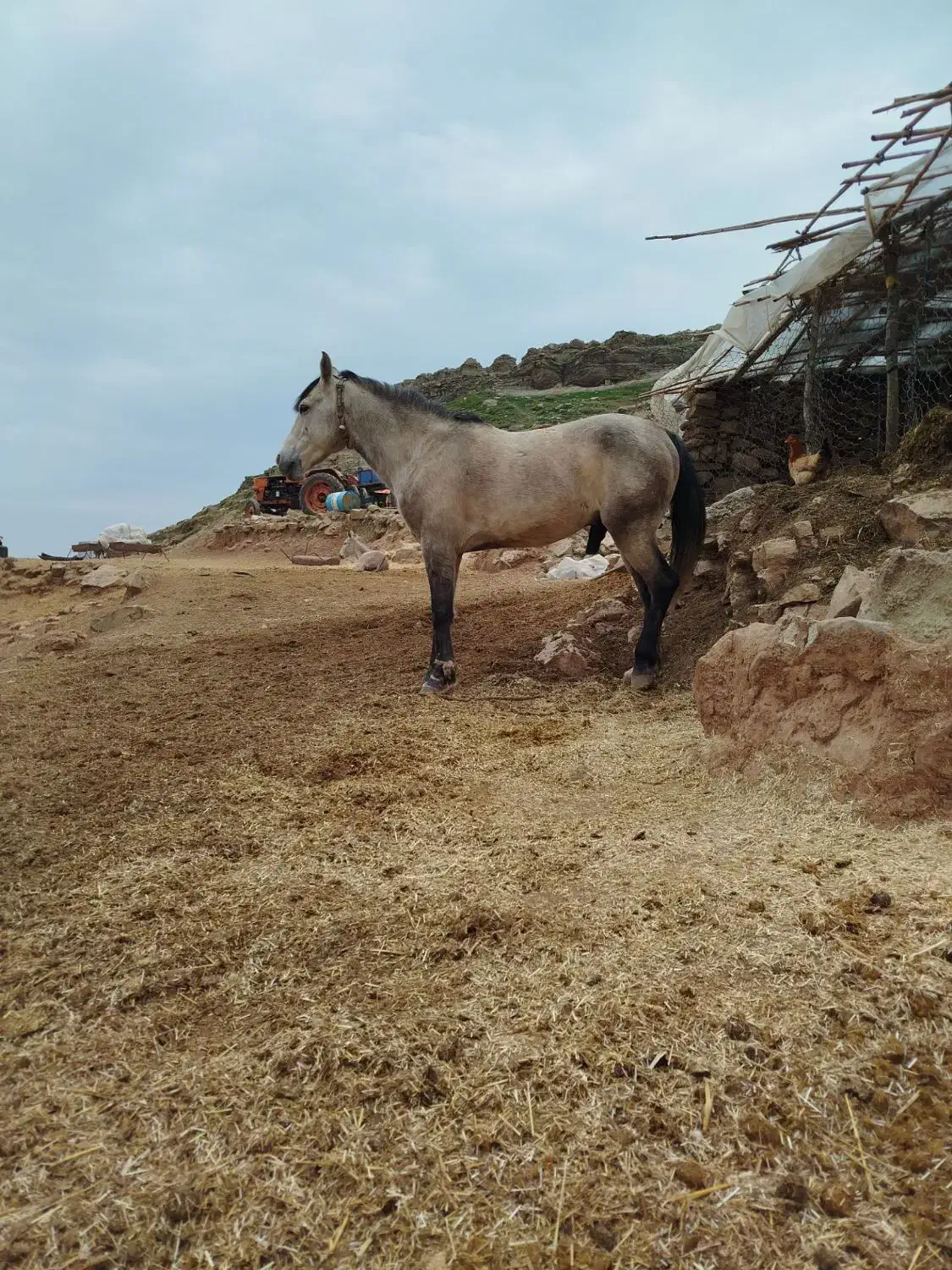 مادیون باکوره یک نریون|اسب و تجهیزات اسب‌سواری|اندیمشک, |دیوار
