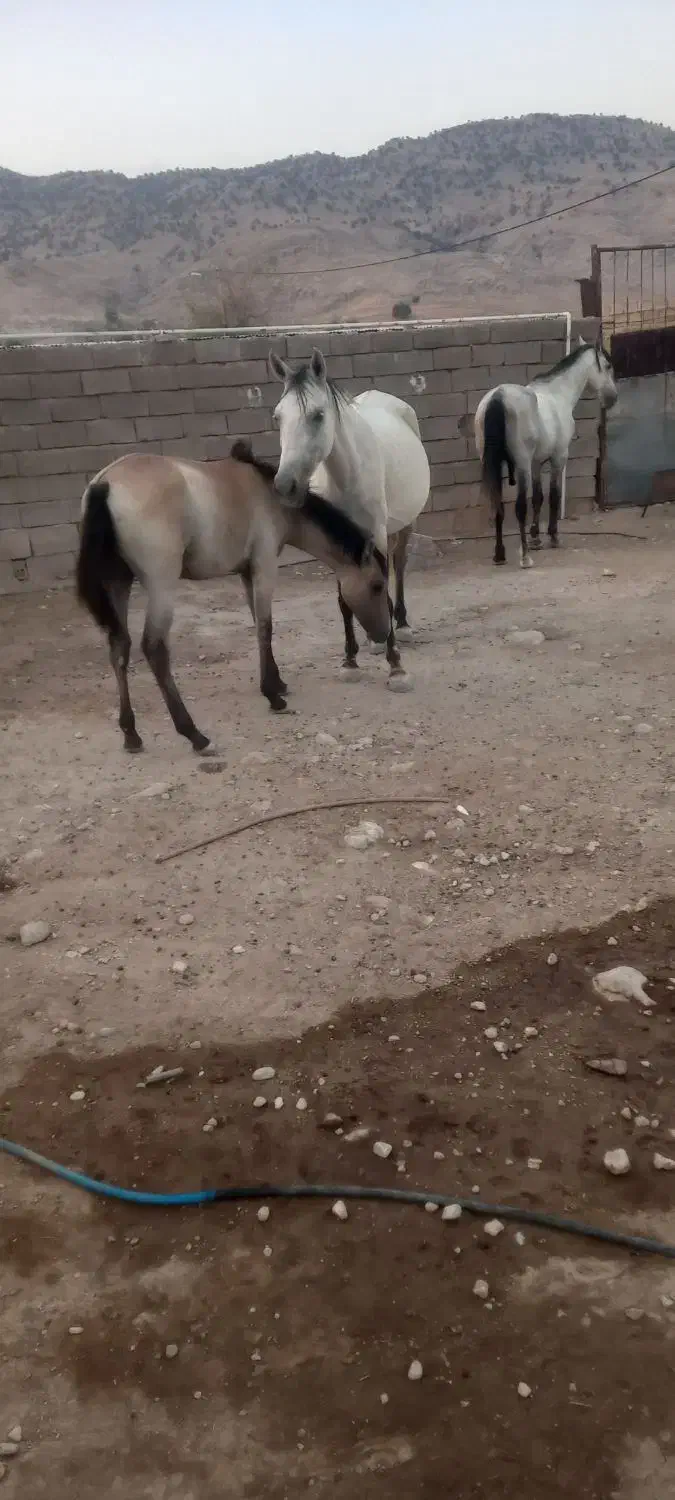 مادیون باکوره یک نریون|اسب و تجهیزات اسب‌سواری|اندیمشک, |دیوار