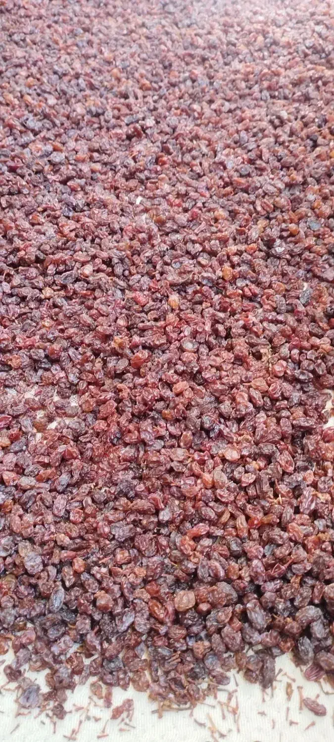 کشمش تازه و طبیعی  بار تاکستان محصول یکماه اخیر|خوردنی و آشامیدنی|اسلام‌شهر, شهرک سعیدیه|دیوار
