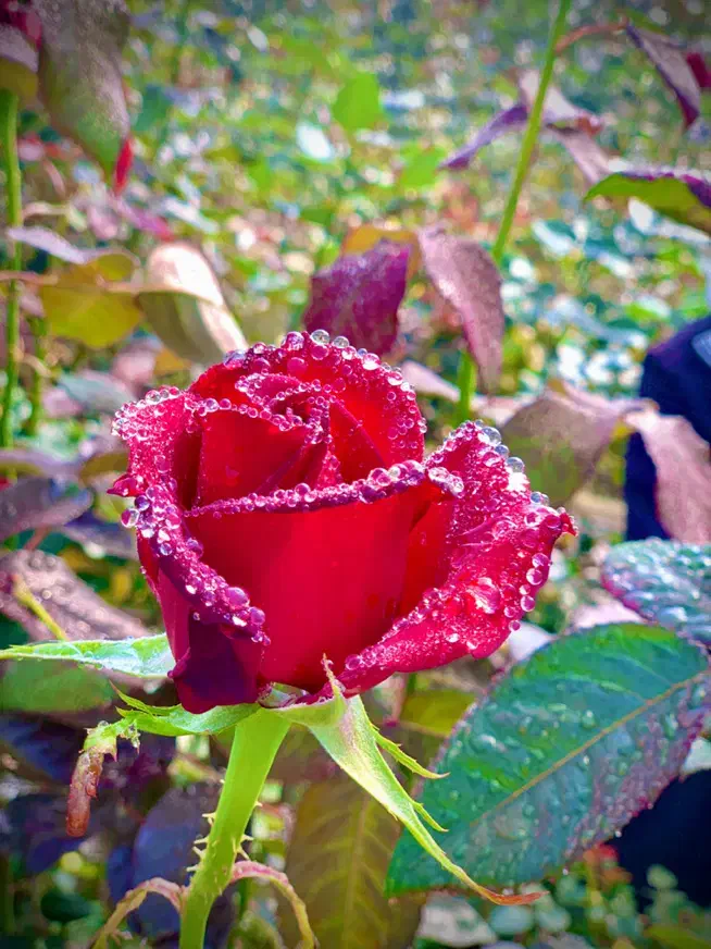 (فریمان)استخدام کارگراقادرگلخانه گل رزشاخه بریده|استخدام صنعتی، فنی، مهندسی|مشهد, کوشش|دیوار