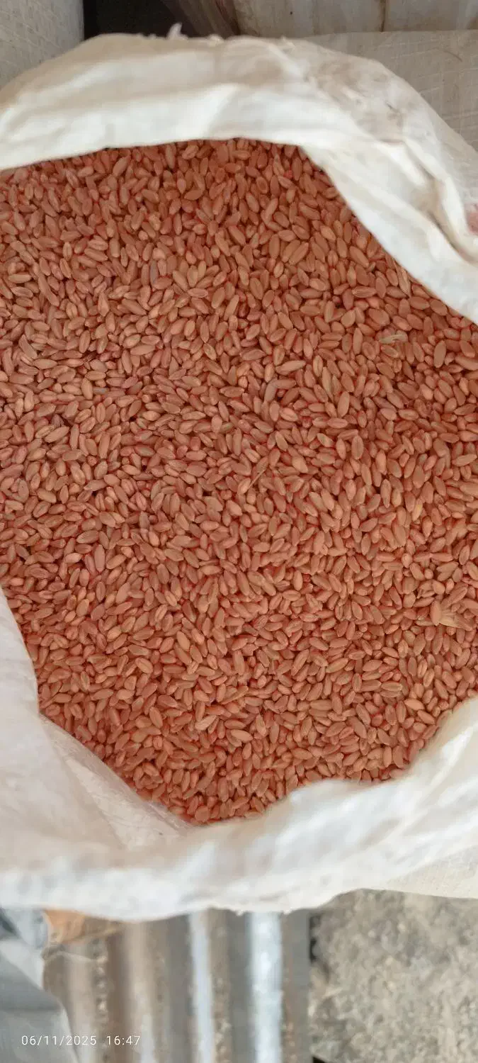 گندم آبی پیشگام|خدمات باغبانی و درختکاری|حسین آباد, |دیوار