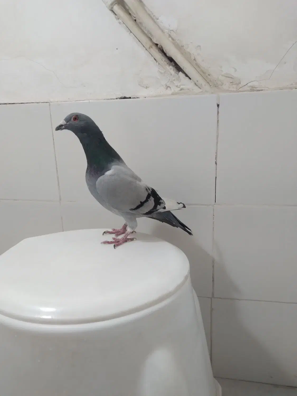 کفتر صید ۶عددنر قلدور|پرنده|مشهد, شهید قربانی|دیوار