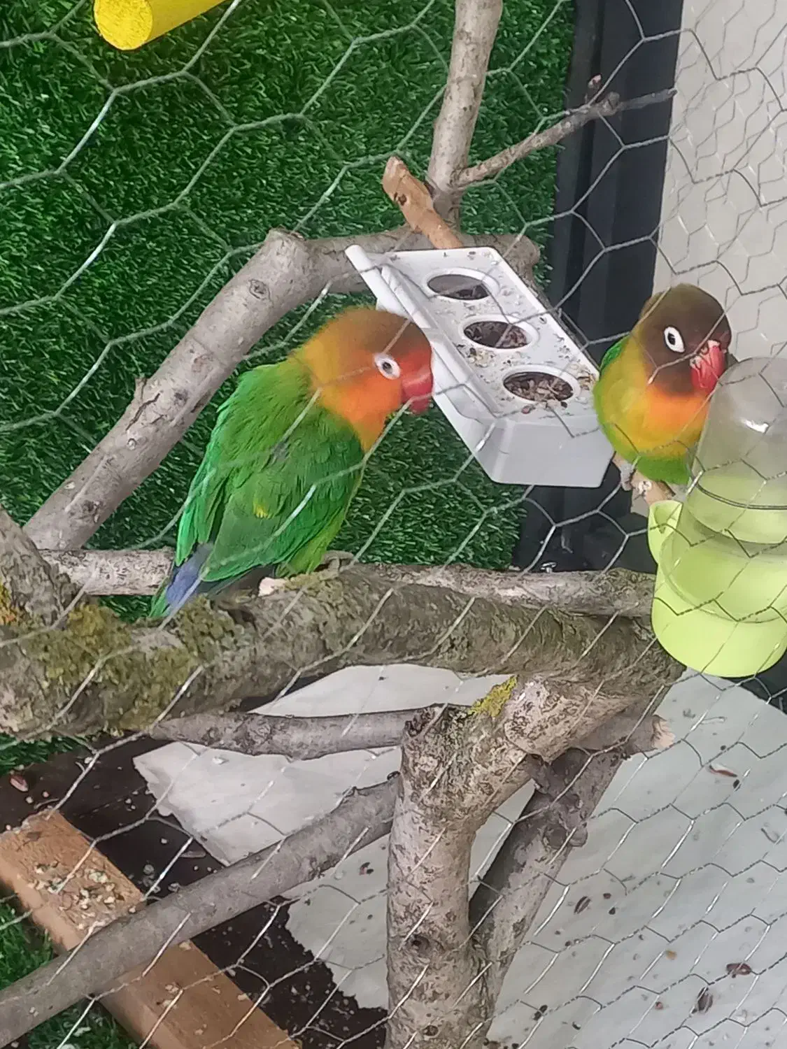 طوطی|پرنده|زیباکنار, |دیوار