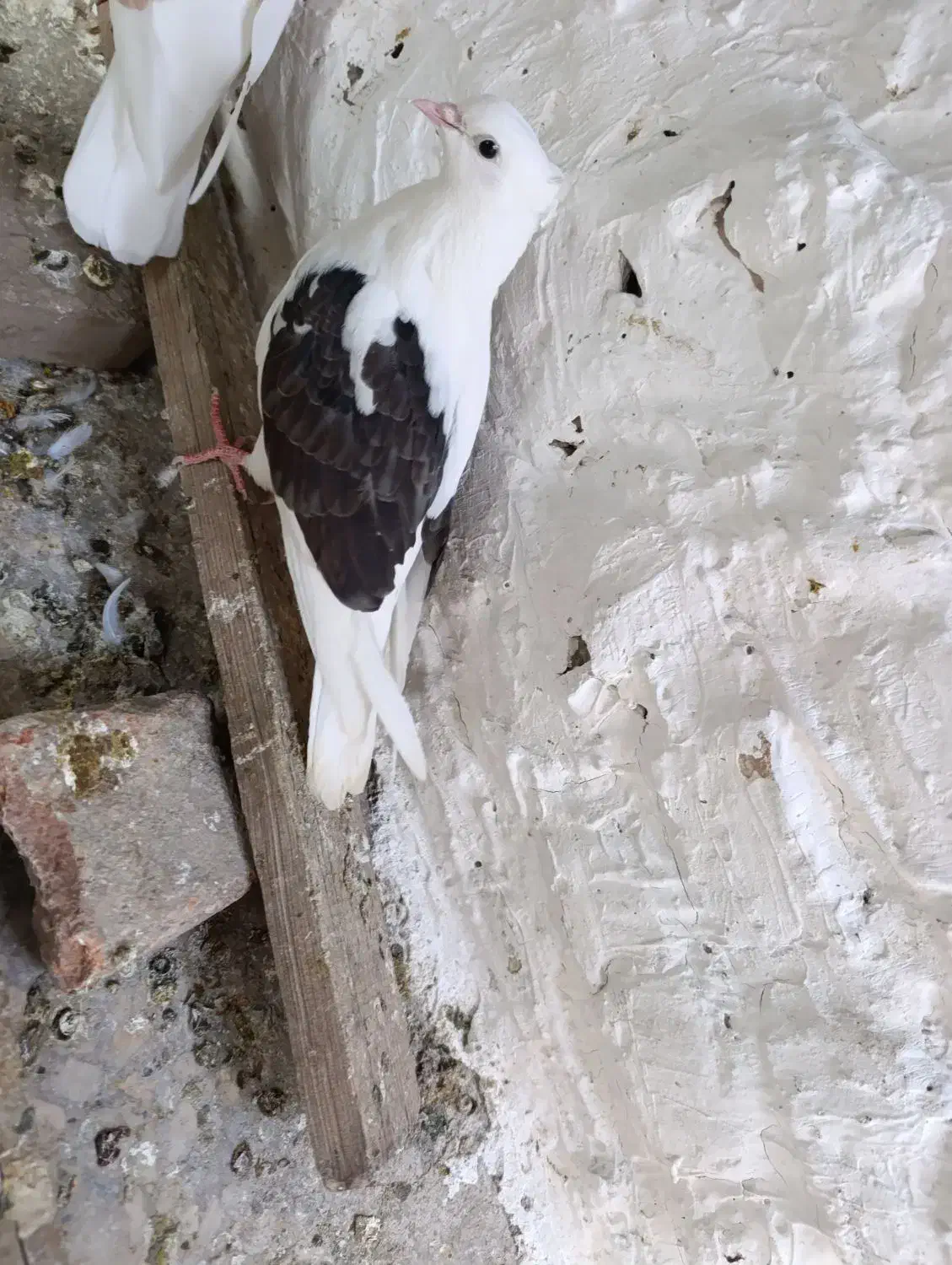 کفتر عروس هلندی پرنده قناری طوطی غیر|پرنده|پاکدشت, پاکدشت (مامازند)|دیوار