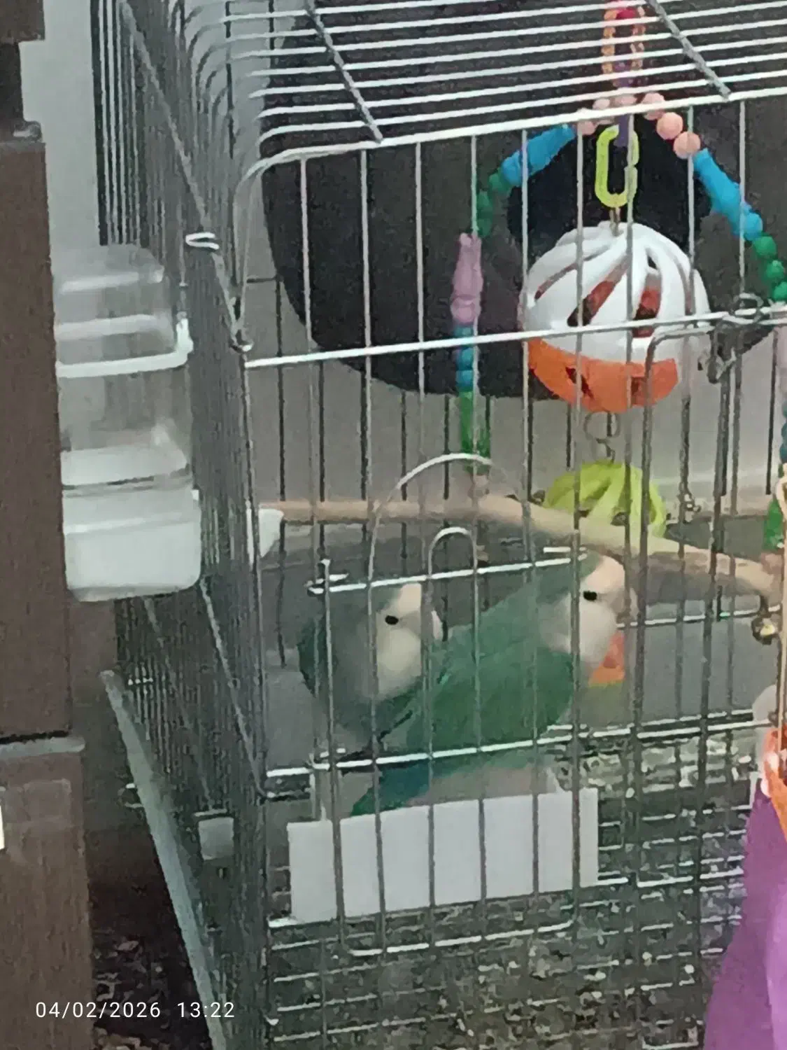 جفت کوتوله برزیلی|پرنده|قم, چهار مردان|دیوار