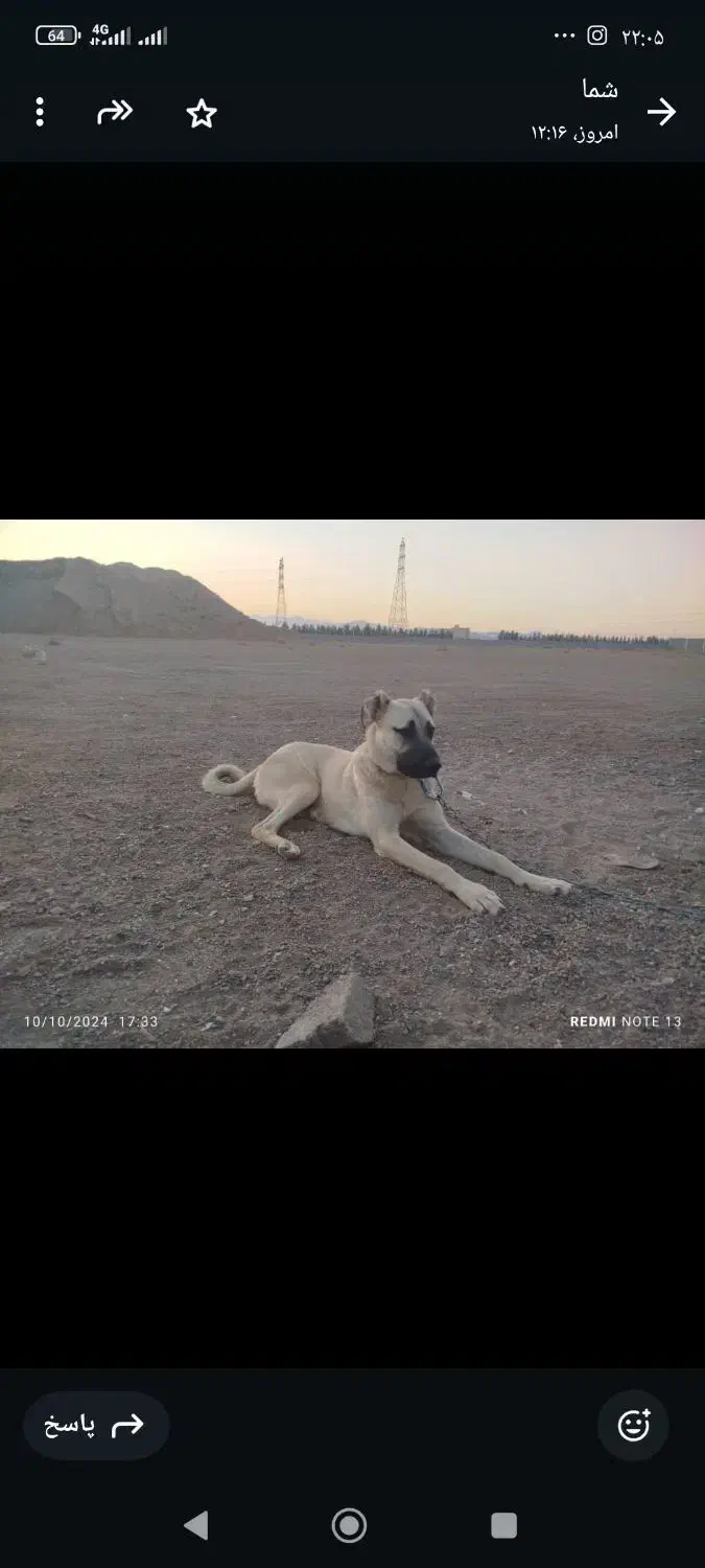 سگ گمشده|سگ|ساوه, |دیوار