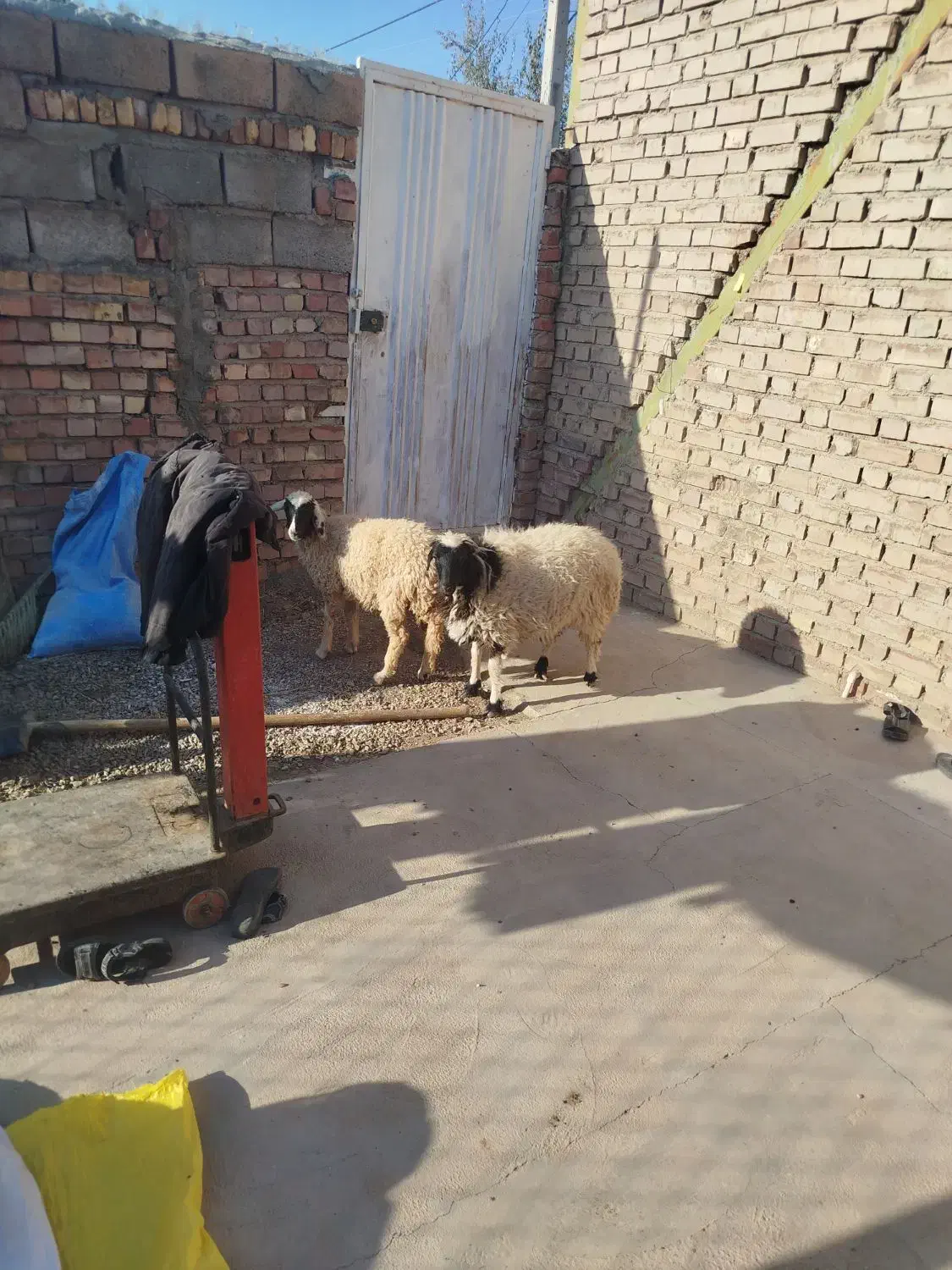 دوراس بره کاور دم شلال ناز|حیوانات مزرعه|زرند, |دیوار