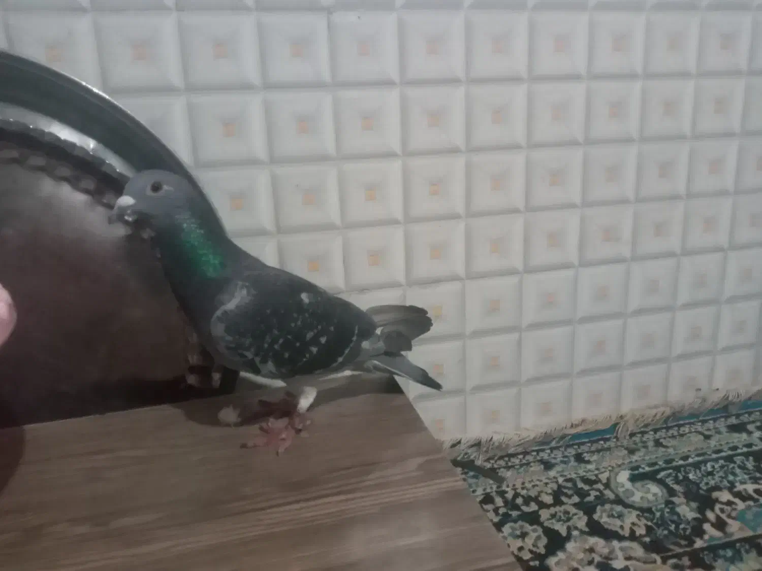 کبوتر|حیوانات|سرپل ذهاب, |دیوار