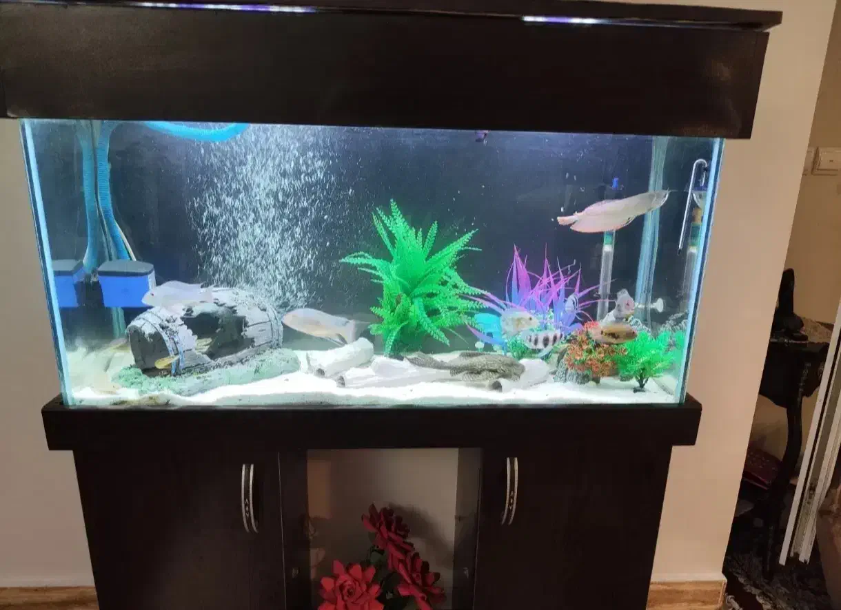 آکواریوم 1 متر طول عرض 30|ماهی|فردیس, شهرک ناز|دیوار