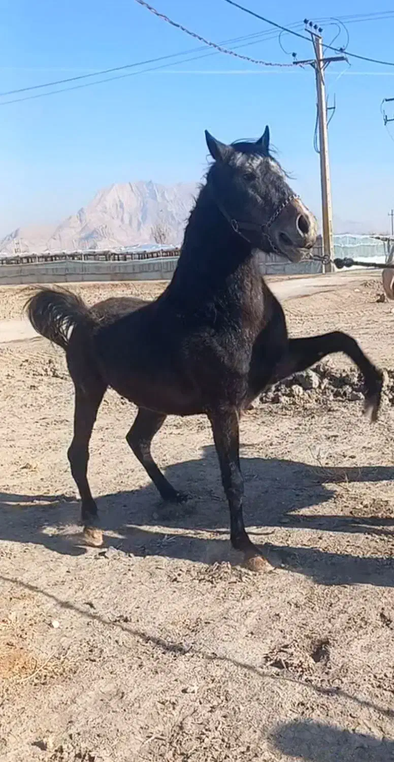 نریان|اسب و تجهیزات اسب‌سواری|فلاورجان, |دیوار