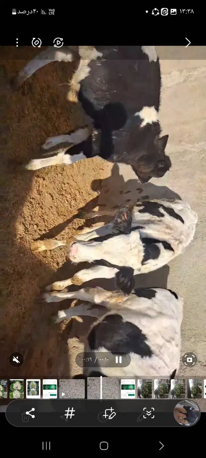 ۶راس گوساله نر درجه ۱ گاو|حیوانات مزرعه|گلپایگان, |دیوار