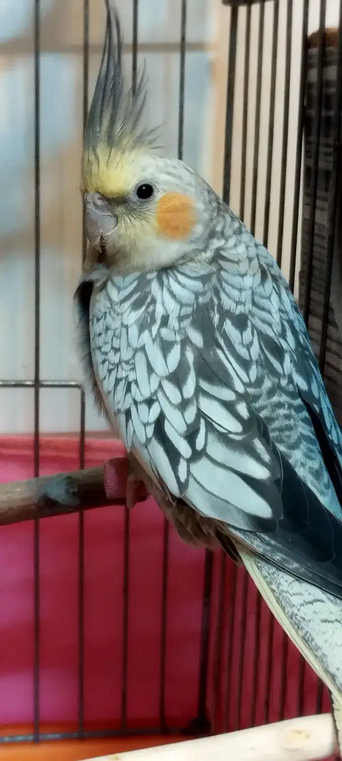 عروس هلندی|پرنده|تهران, اسکندری|دیوار