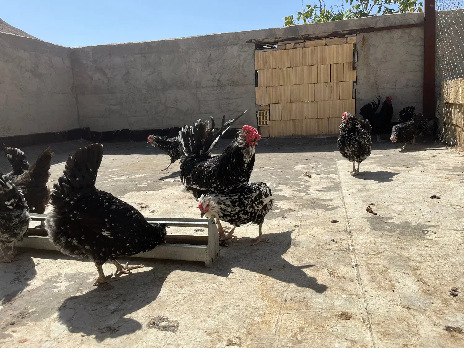 تخم مرغ گلین|حیوانات مزرعه|اصفهان, شاهزاده ابراهیم|دیوار