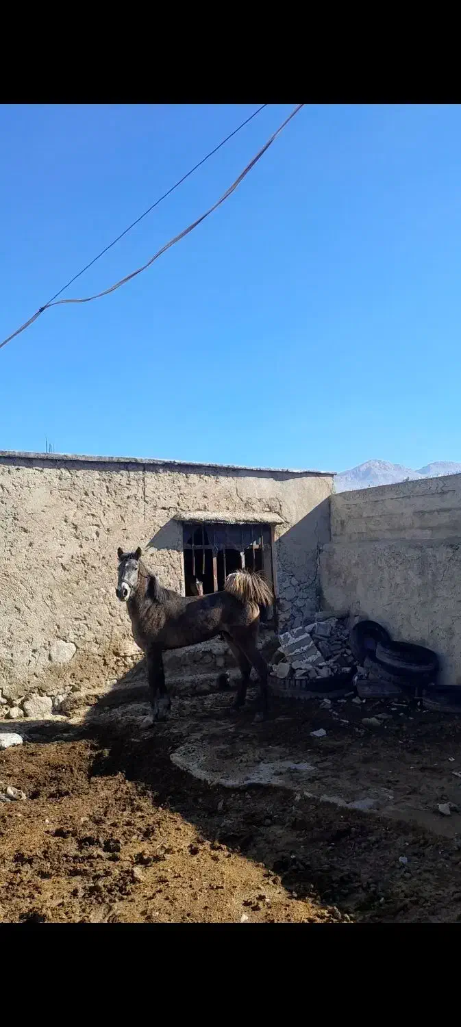 کره مادیون تولیدی|اسب و تجهیزات اسبسواری|بهبهان, |دیوار