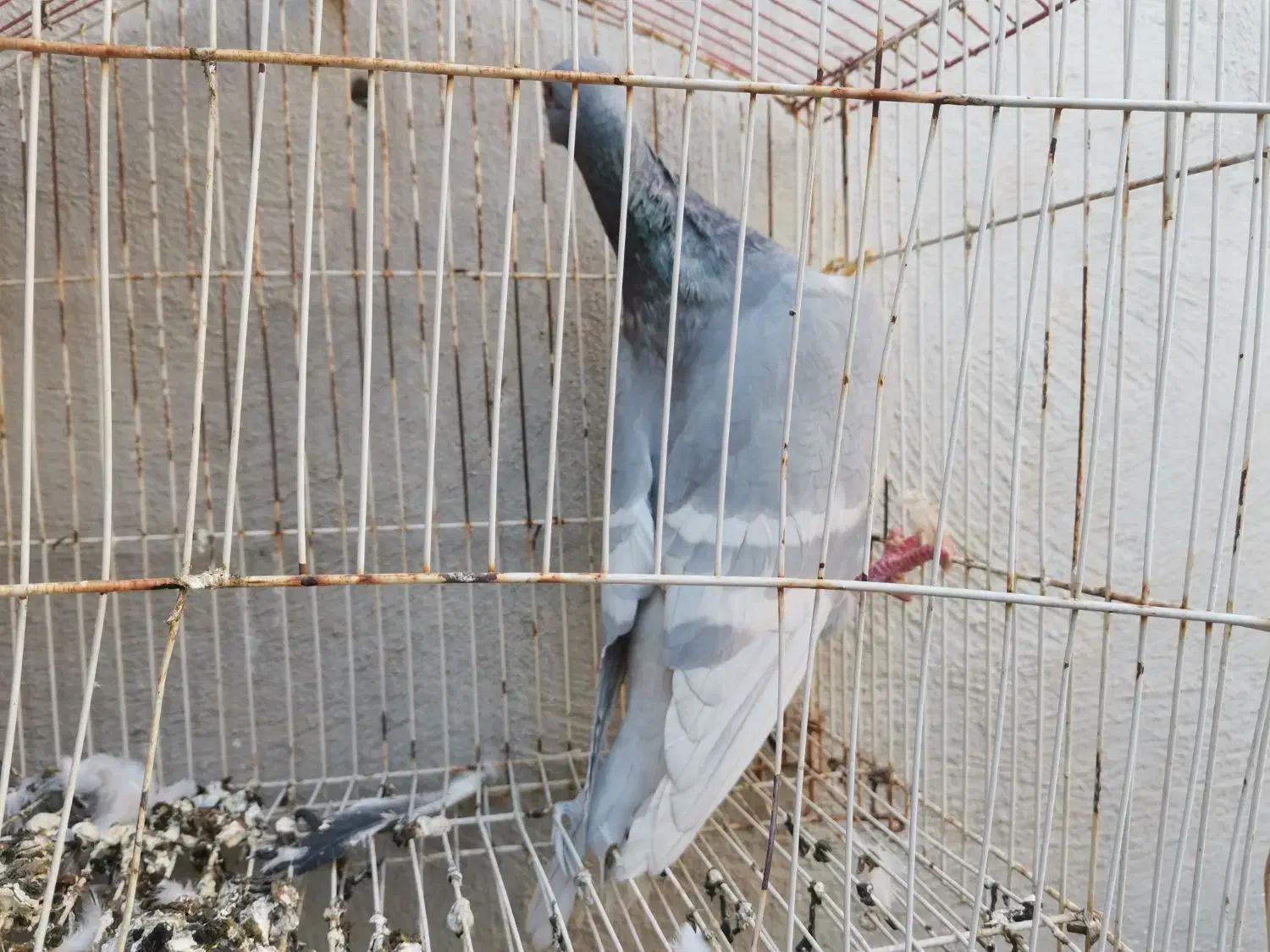 کبوتر الماسی خط سفید نر|پرنده|فراشبند, |دیوار