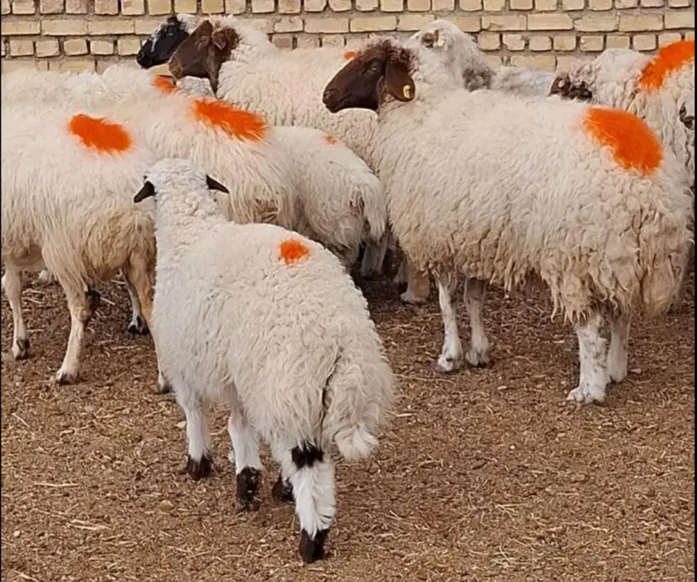 گوسفند زنده مستقیم از کوه کلات تخفیف50٪ بی نظیر|حیوانات مزرعه|مشهد, کوه سنگی|دیوار