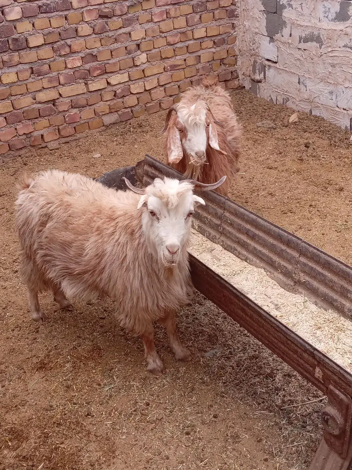 بز جوان دانه ۵۲۰۰|حیوانات مزرعه|تربت جام, معدآباد|دیوار