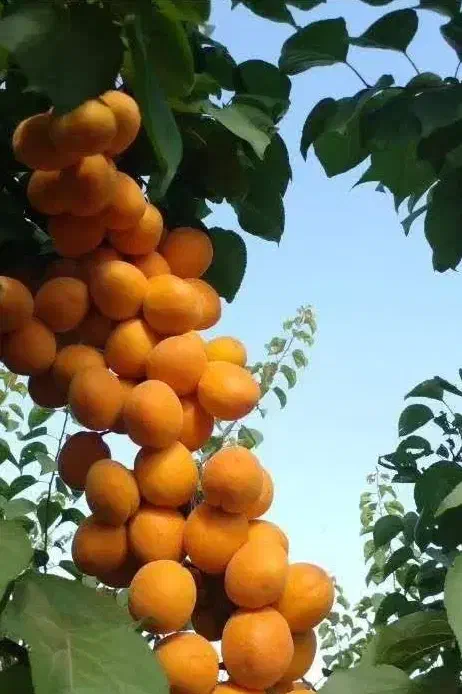 تولید و فروش نهال زردآلو انبه ای|خدمات باغبانی و درختکاری|چهارباغ, |دیوار