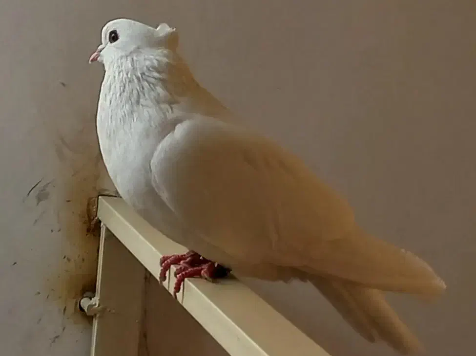 طوقی سفید بیزککیل و تیدی نر و چهار جوجه|پرنده|اردبیل, |دیوار