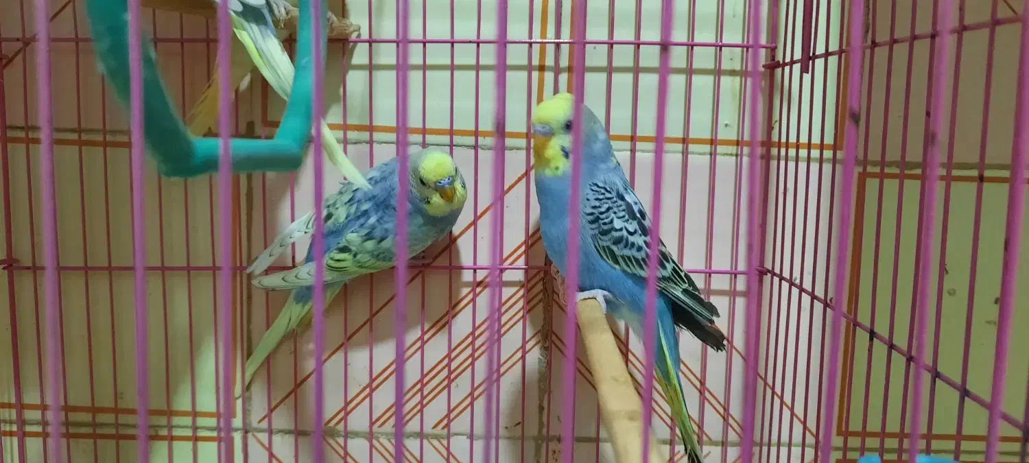 مرغ عشق|پرنده|خاش, |دیوار