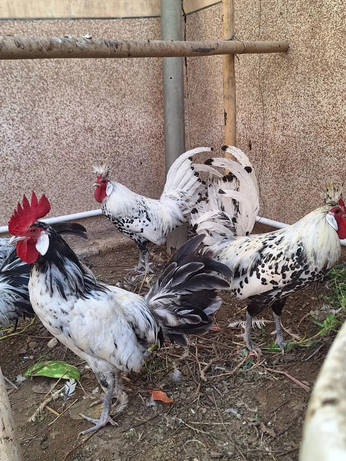 خروس|حیوانات مزرعه|برازجان, |دیوار