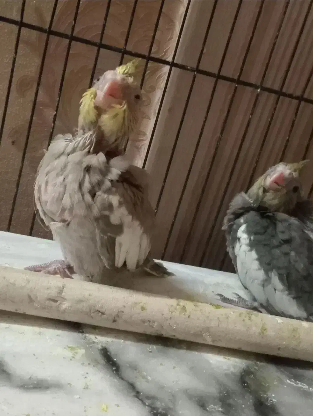 عروس هلندی سینامون با ((فنچ))|پرنده|اسلام‌شهر, بهرام آباد|دیوار