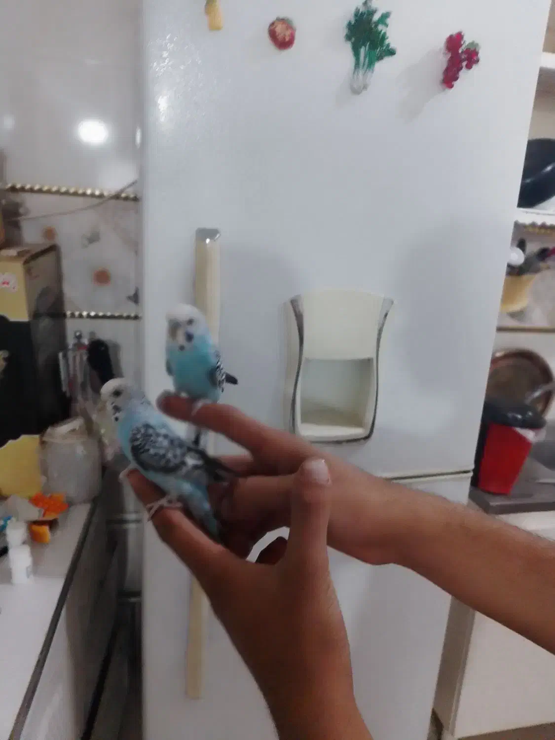 مرغ عشق هلندی|پرنده|خوی, |دیوار