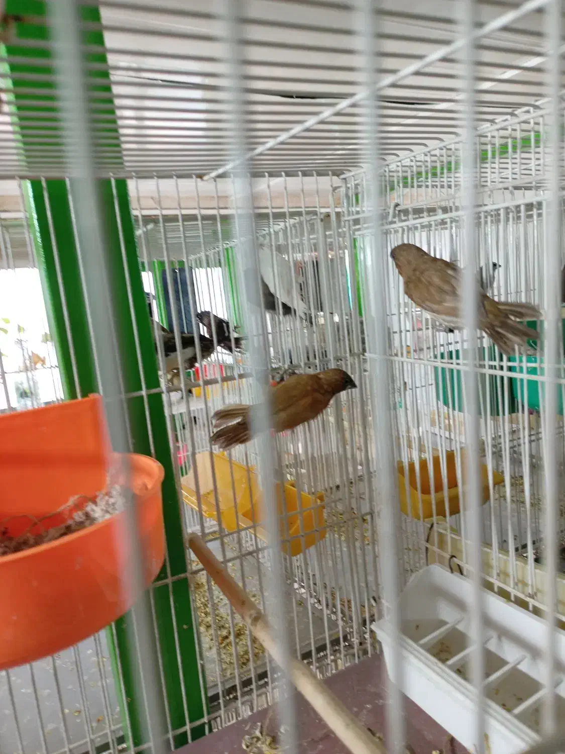 فنچ بنگالی گلدین|پرنده|مشهد, انقلاب|دیوار