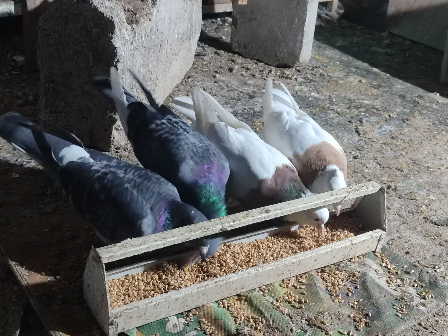 ی جفت طوقی آس|پرنده|مشهد, چهارچشمه|دیوار