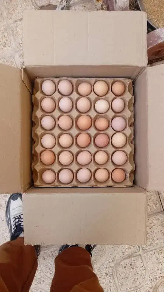 تخم مرغ بومی عمده|عمده‌فروشی|اصفهان, خاتون‌آباد|دیوار