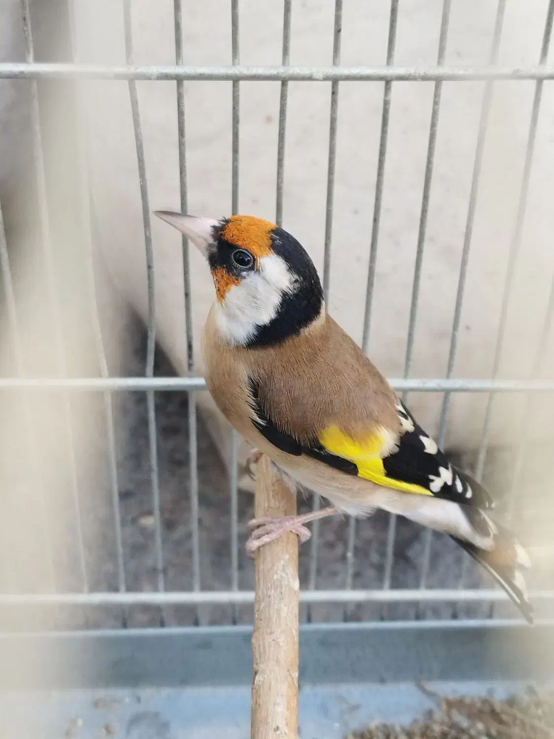 سهره نر بخون|پرنده|ری, علایین|دیوار