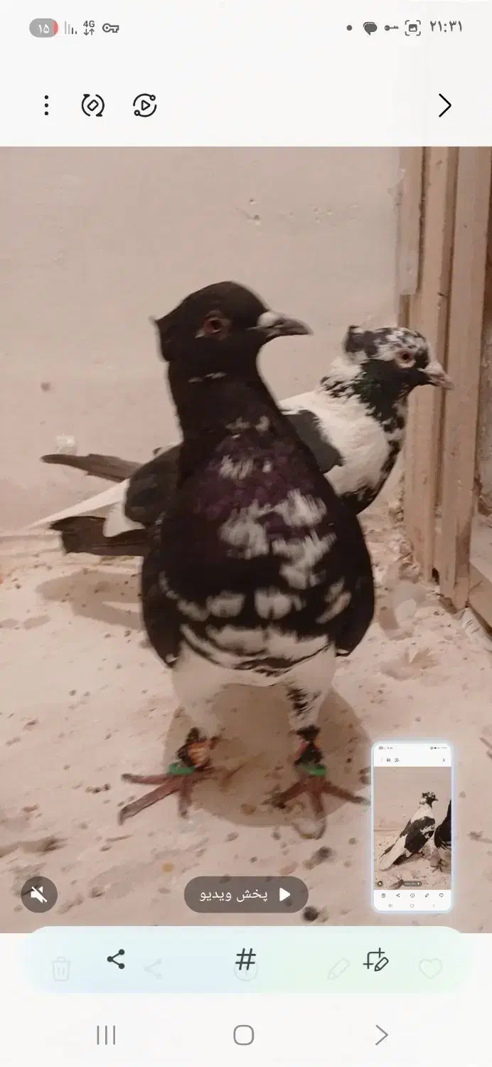 جف افغونی دم سفید|پرنده|تربتحیدریه, ده پائین|دیوار