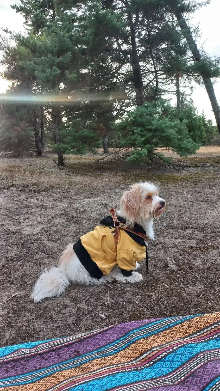 سگ شیتزرتریز|سگ|لاهیجان, کوی آزادگان|دیوار