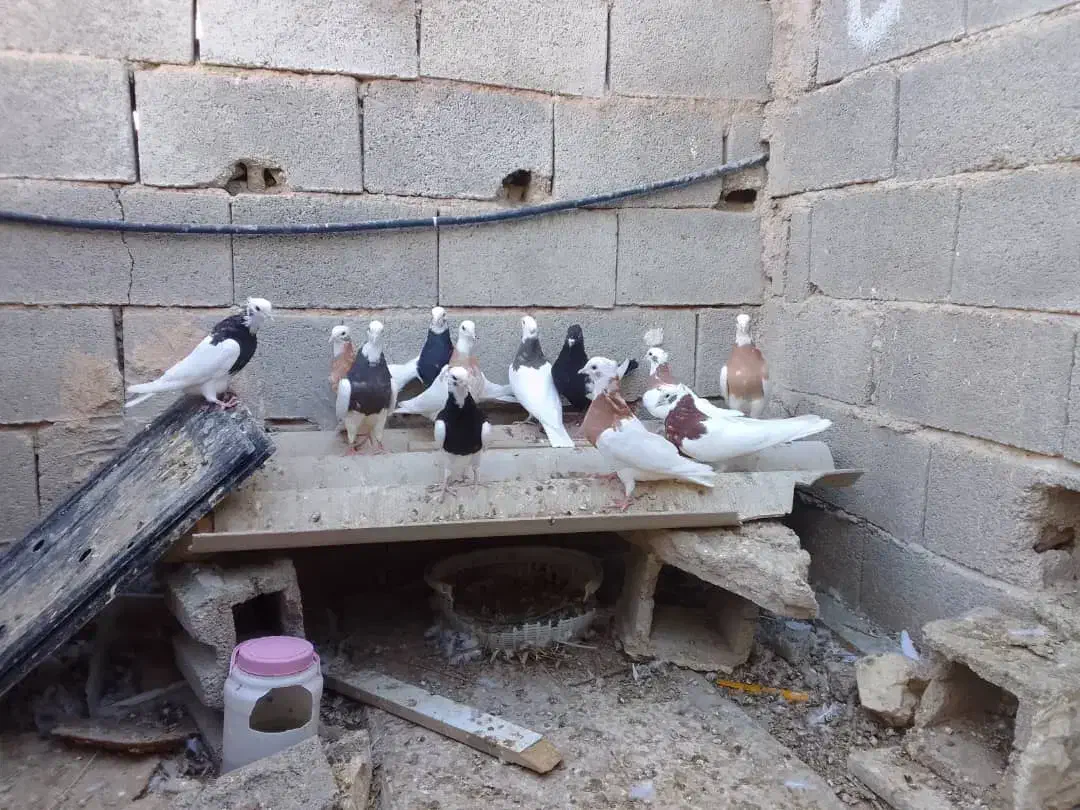 12عدد کبوتر رنگی|پرنده|جهرم, |دیوار