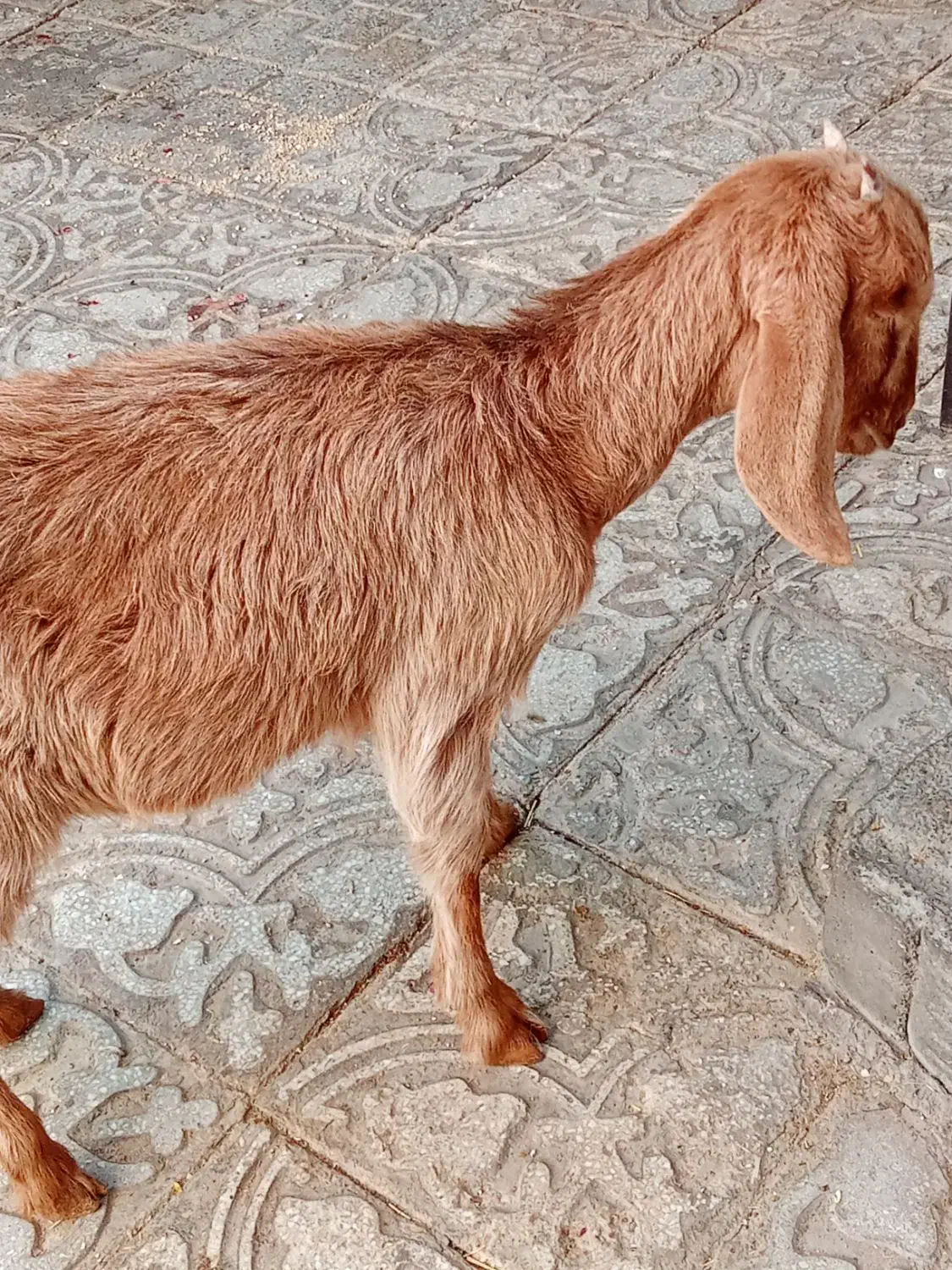 بزغاله مناسب|حیوانات مزرعه|بیرجند, |دیوار