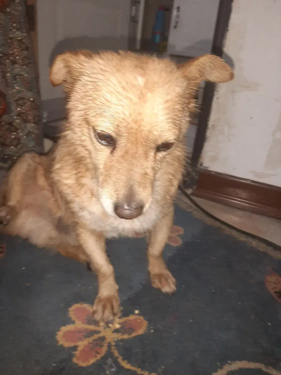 واگزار سگ اصلی|سگ|پرند, فاز ۵|دیوار