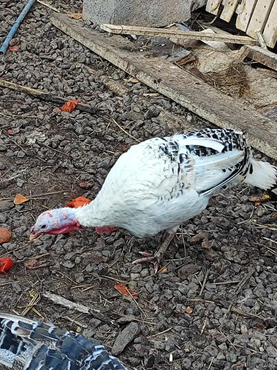 فروش بوقلمون و اردک|حیوانات مزرعه|بم, |دیوار