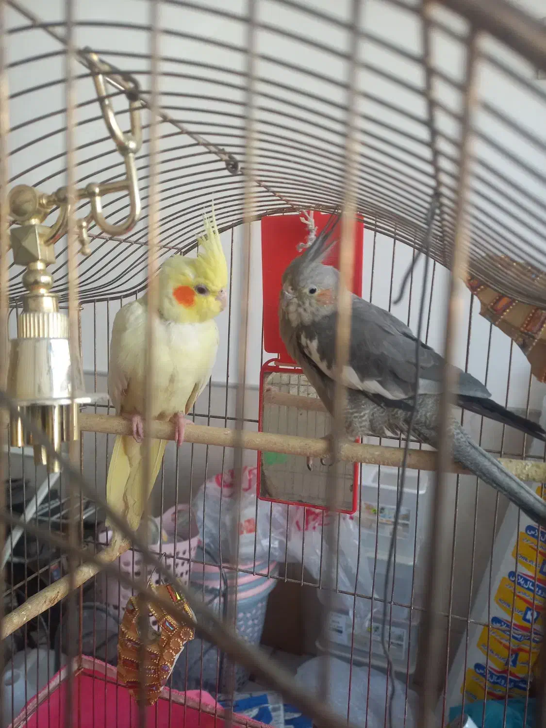 عروس هلندی|پرنده|قم, ولیعصر|دیوار